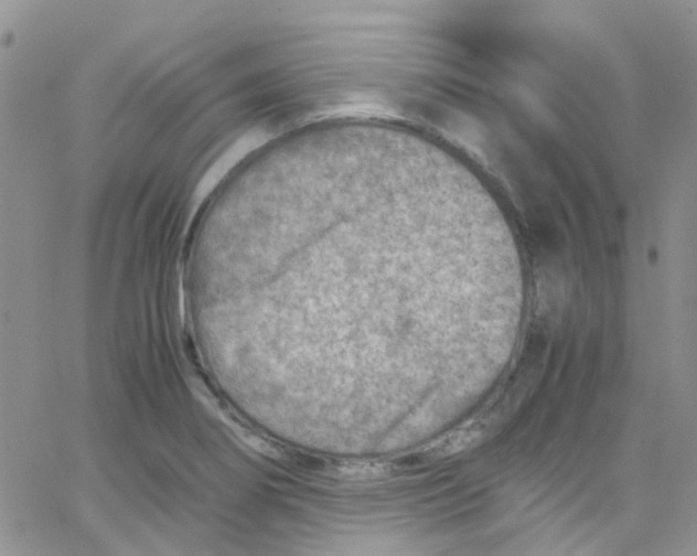 X0000065251274200603131119