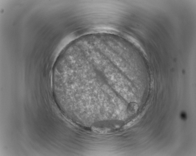 X0000065251275200603131119