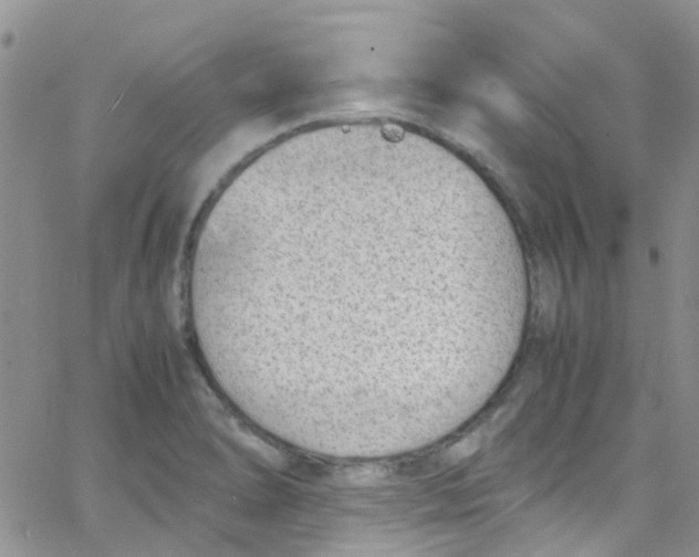 X0000065251278200603131119