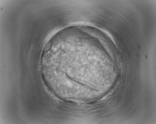 X0000065251279200603131119