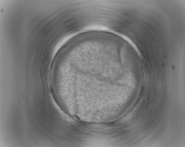 X0000065251295200603131118