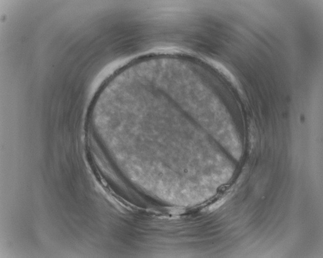 X0000065251327200603131118