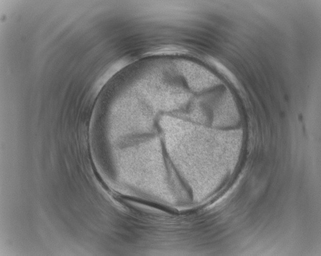 X0000065251329200603131118