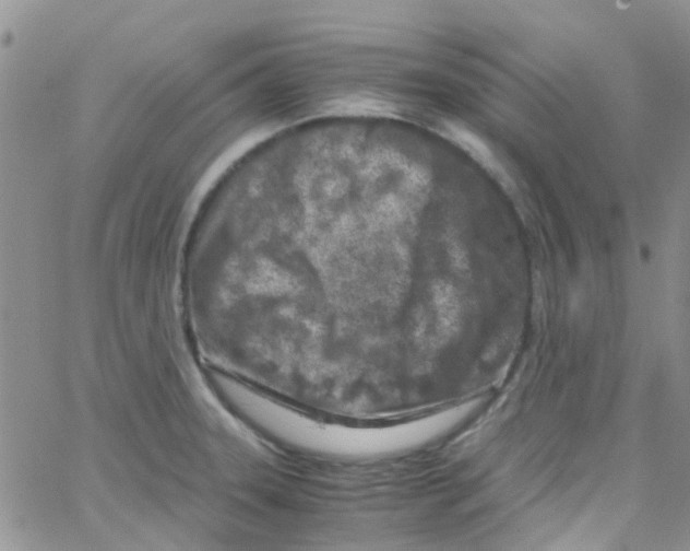 X0000065251331200603131118