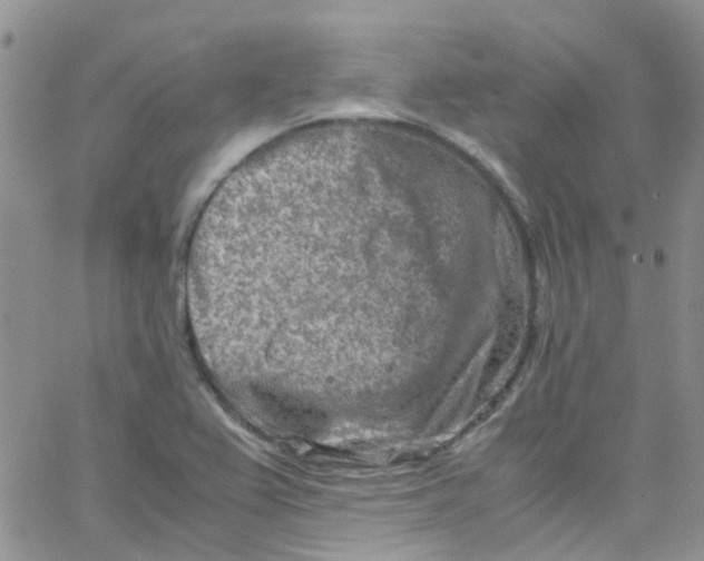 X0000065251367200603131117