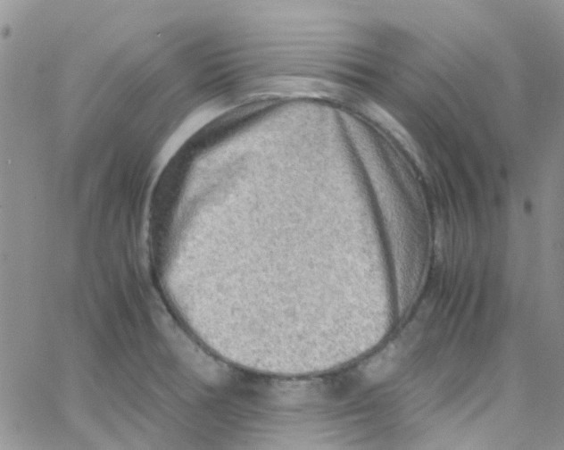 X0000065251378200603131117