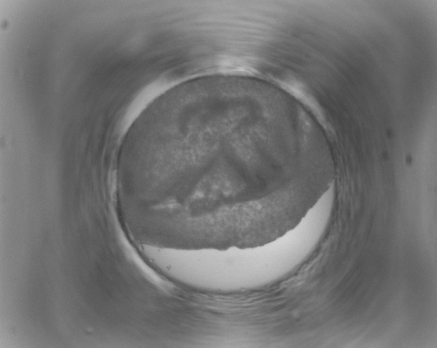 X0000065251383200603131117