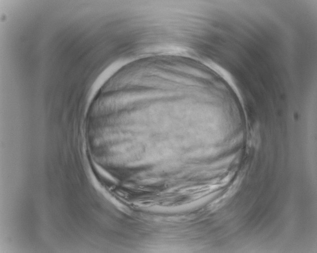 X0000065251389200603131117