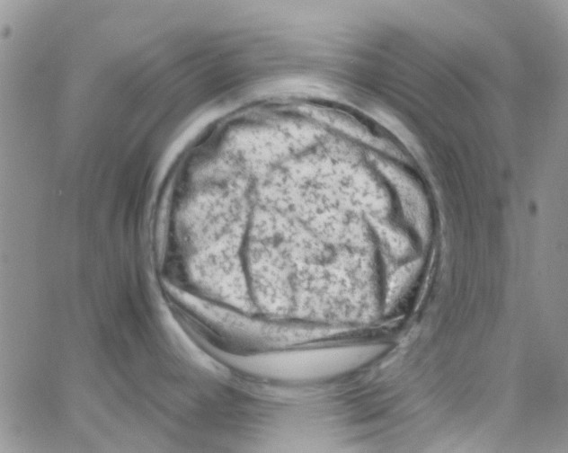 X0000065251392200603131117