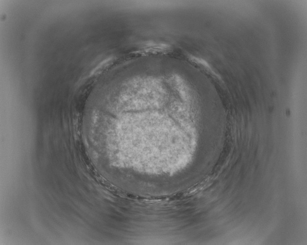 X0000065251399200603131116