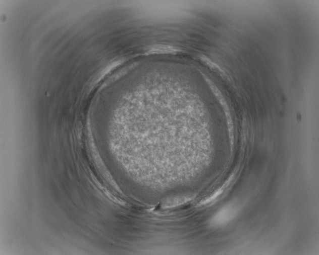 X0000065251401200603131116