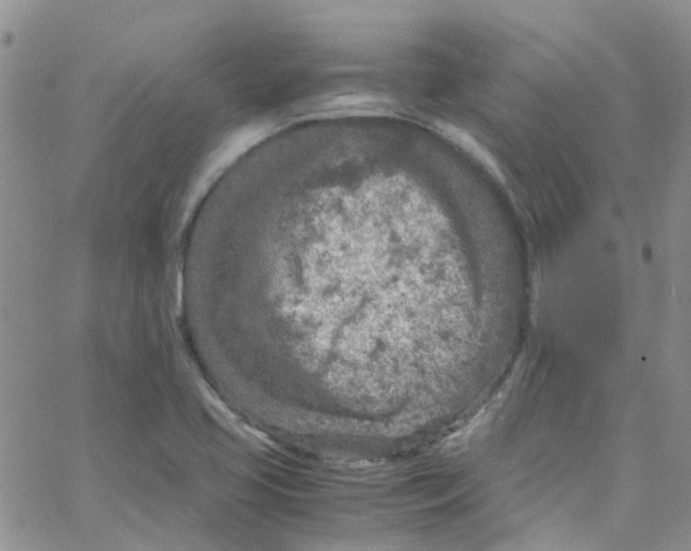 X0000065251413200603131116