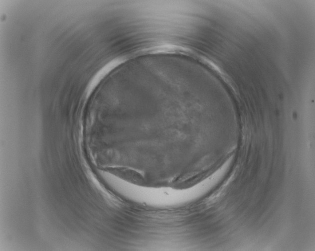 X0000065251418200603131116