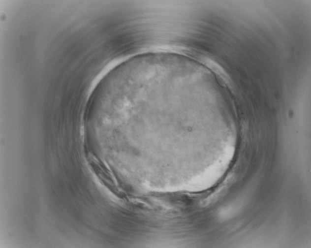 X0000065251428200603131117