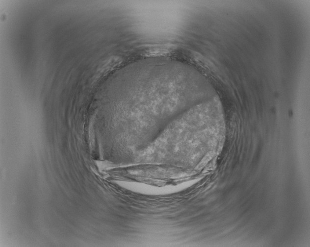 X0000065251441200603131116