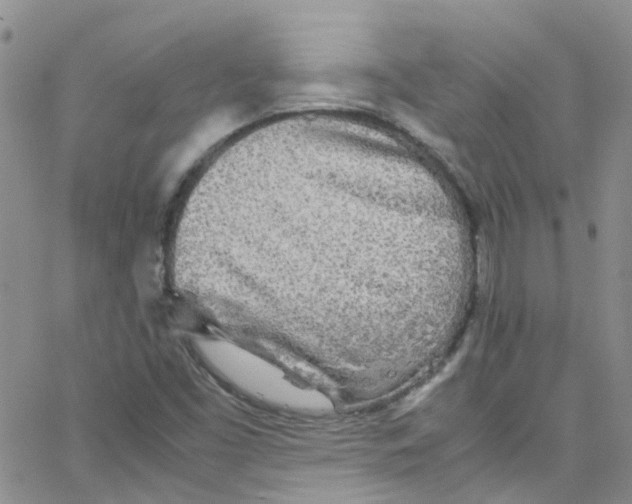 X0000065251453200603131116