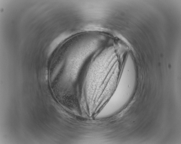 X0000065251461200603131116