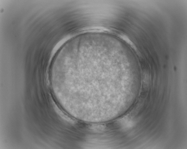 X0000065251466200603131116