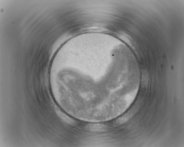 X0000065251474200603131115