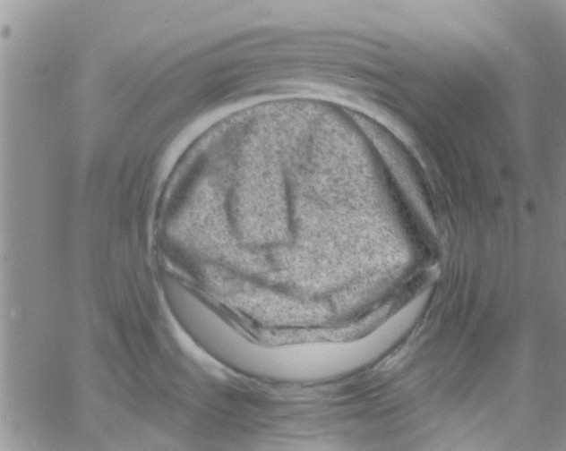 X0000065251535200603131115