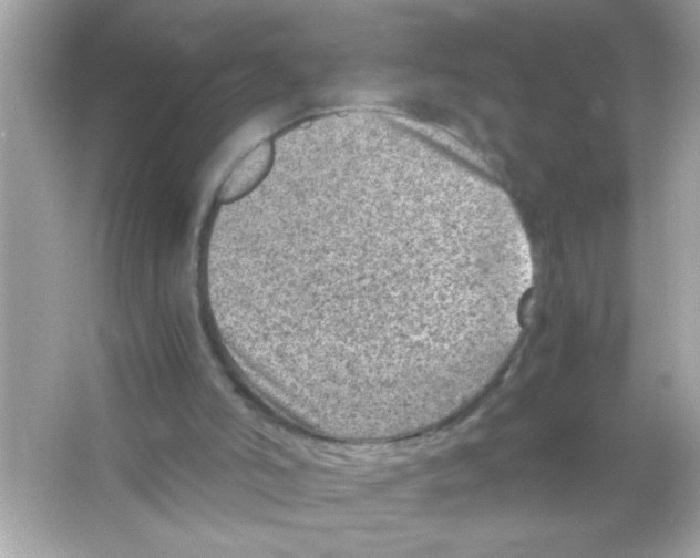 X0000065250006200603172216