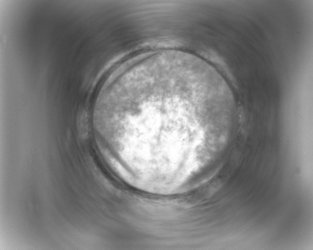 X0000065250012200603172216