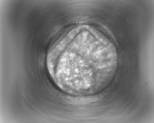 X0000065250018200603172216