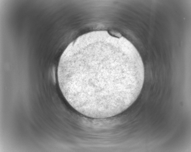 X0000065250022200603172216