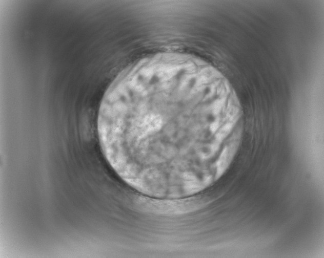 X0000065250030200603172216