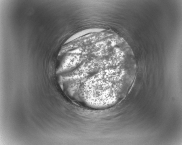 X0000065250043200603172216