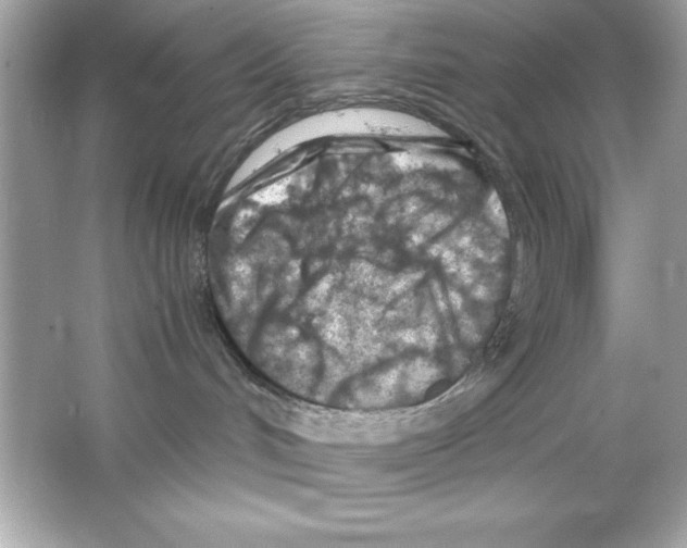 X0000065250048200603172215