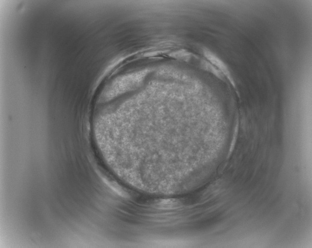 X0000065250059200603172215