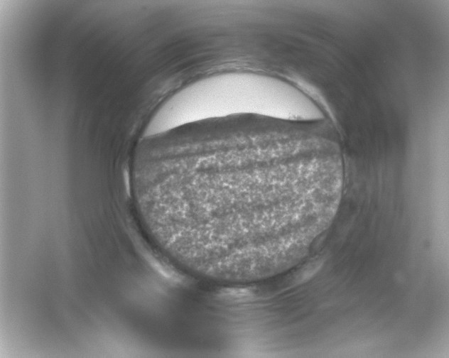 X0000065250061200603172215