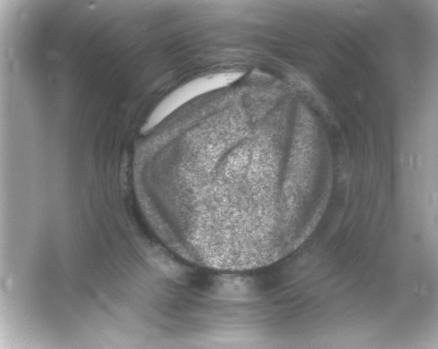 X0000065250073200603172215