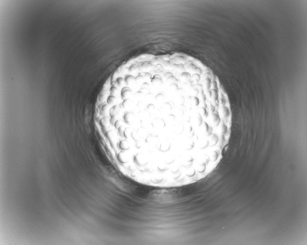 X0000065250082200603172215