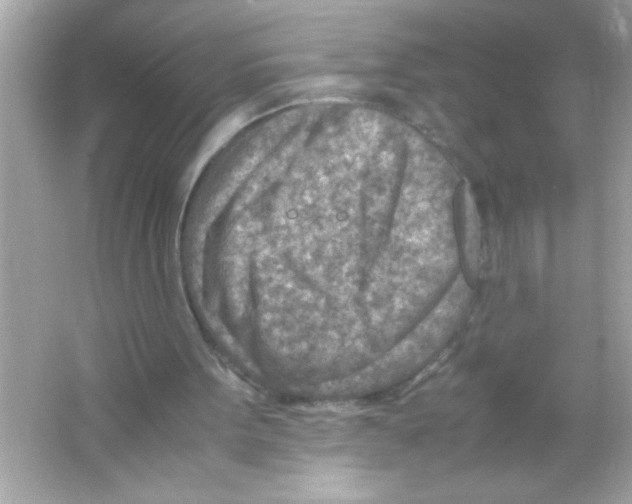 X0000065250099200603172215