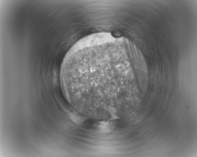 X0000065250130200603172214