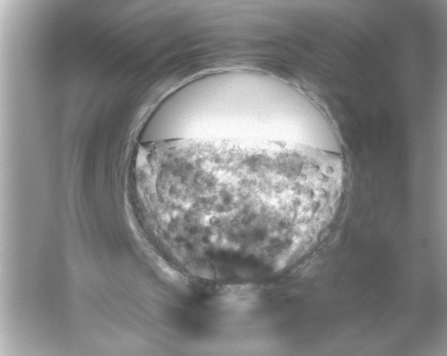 X0000065250145200603172213