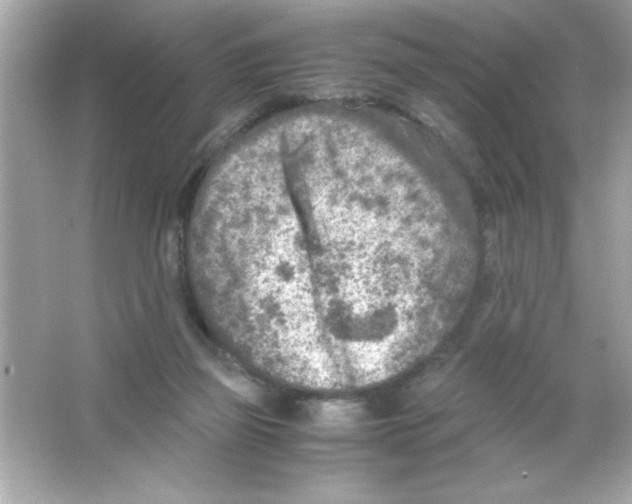 X0000065250165200603172213