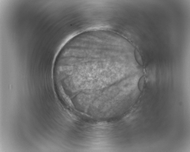 X0000065250196200603172213