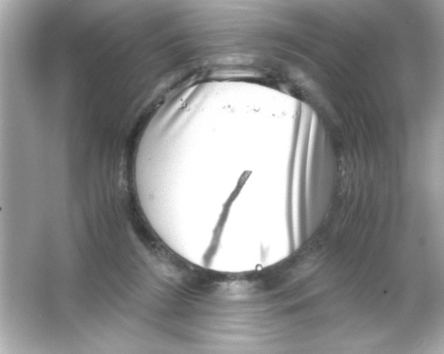 X0000065250212200603172213