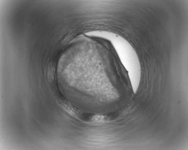 X0000065250227200603172212