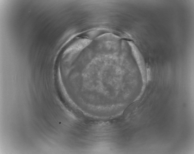 X0000065250243200603172211