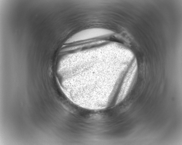 X0000065250259200603172212