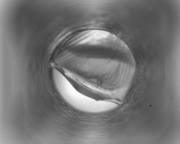 X0000065250295200603172211