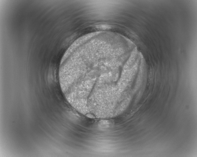 X0000065250330200603172211