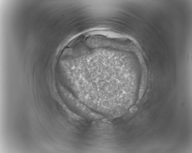 X0000065250337200603172210