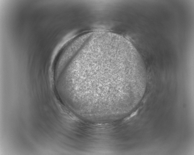 X0000065250343200603172210