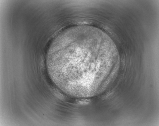 X0000065250359200603172210