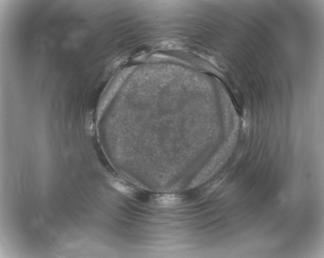 X0000065250383200603172211